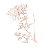 Wild Carrot Clear – Rescue Balm for Itches, Bites and Dermatophytes